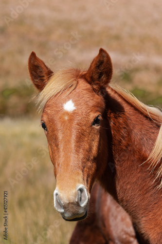 Portrait of a chestnut horse with a white blaze