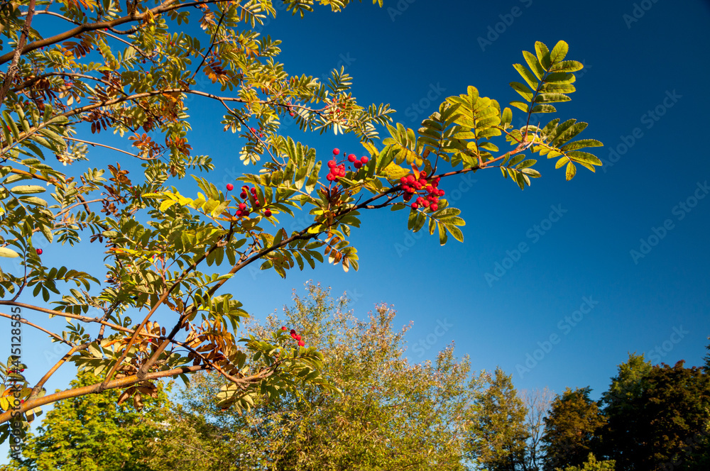Ashberry branches with trees and blue sky on background