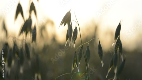 Oats field close up at sunset. Agricultural background.