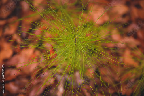 field horsetail herb in the forest during fall season. Equisetum arvense medicinal plant on a foggy day