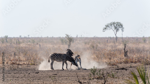 Fototapeta Naklejka Na Ścianę i Meble -  Two zebra males fighting