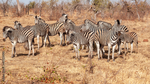 Herd of Zebra milling around