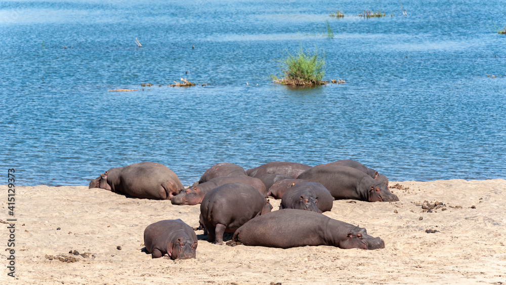 Fototapeta premium Hippos lying on the sand next to a river
