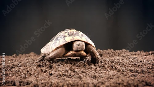 Eastern Hermann's tortoise, European terrestrial turtle, Testudo hermanni boettgeri, turtle on a black background and garden soil