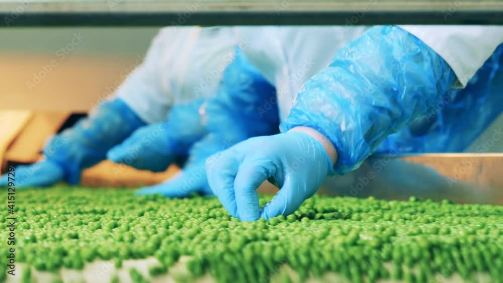 Green peas are getting sorted on the transporter belt