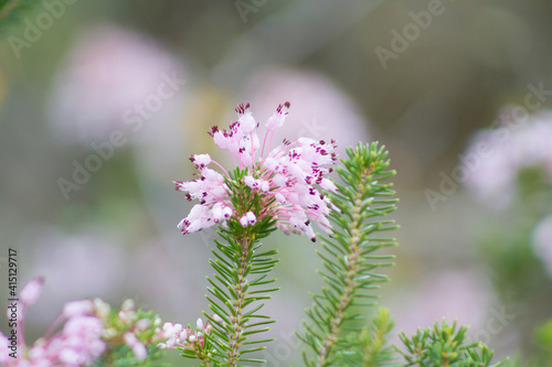 Dew laden fowering Inflorescences, arranged in racemes of the Mediterranean heath Erica multiflora in the Mediterranean photo