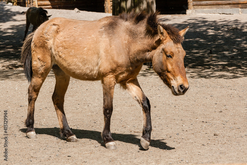 Brown horse in the sun