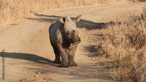 Baby White Rhino calf standing in the road