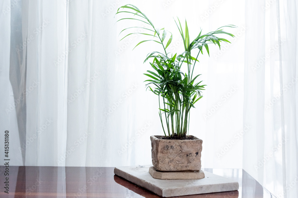 Palm plant in a ceramic pot. A pot with a palm tree on the table. Palm plant in a ceramic pot. A pot with a palm tree on the table.