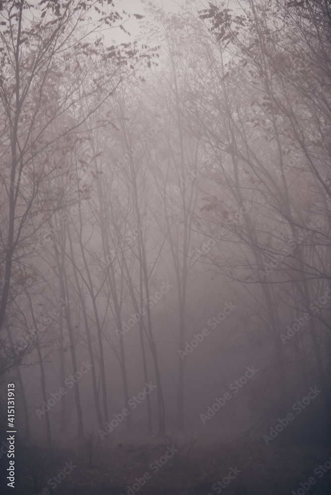 an autumn day with dense fog. silhouettes of trees emptied of leaves in cold weather an autumn day with dense fog. silhouettes of trees emptied of leaves in cold weather