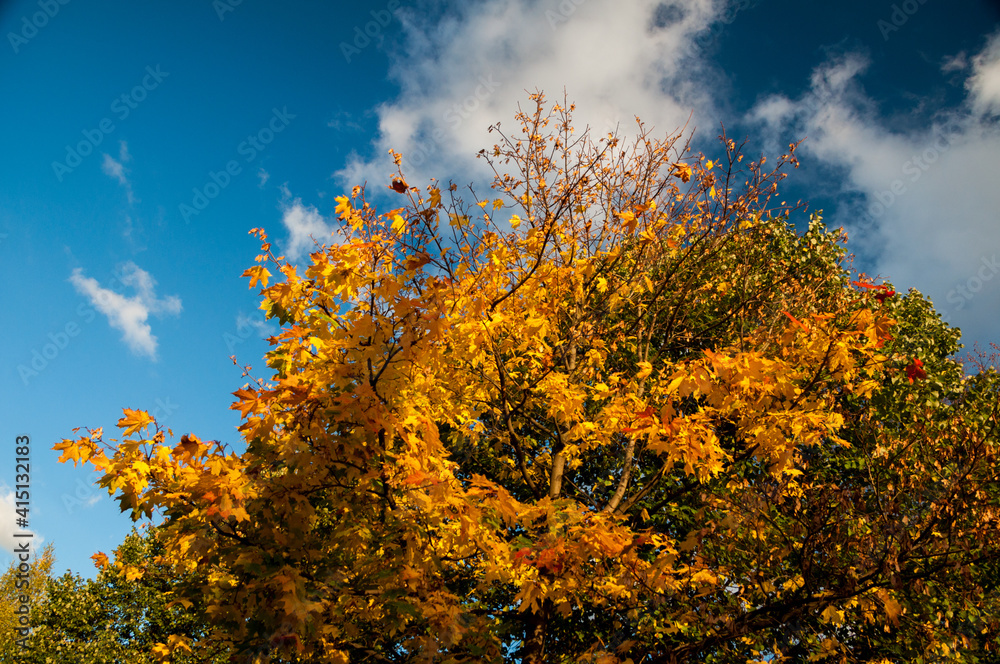 Autumn trees, leaves of various colors with blue cloudy sky Autumn trees, leaves of various colors with blue cloudy sky