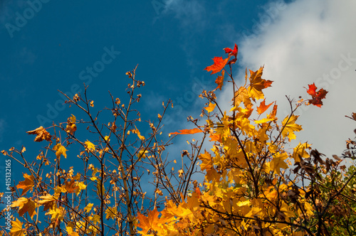 Autumn maple branches, yellow and red leaves with blue cloudy sky
