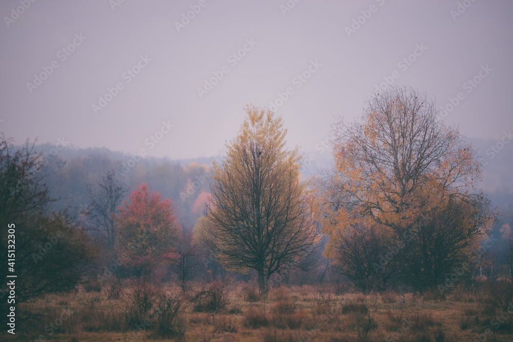 Fototapeta premium an autumn day with dense fog. dry glade with colorful shrubs and trees