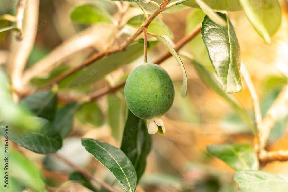 Fototapeta premium Ripe feijoa fruits on a tree (lat. Acca sellowiana). Fresh feijoa, almost ready to harvest.