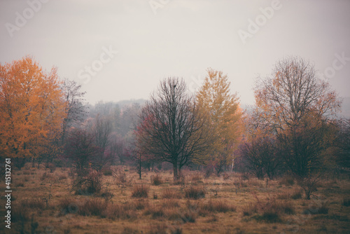 an autumn day with dense fog. dry glade with colorful shrubs and trees