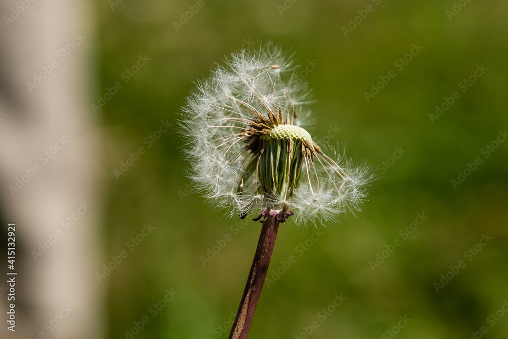 Fototapeta premium Beautiful dandelions on a green background