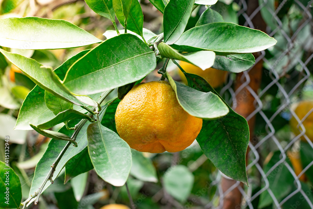 Tangerine garden, fruits on the tree, harvest. Orange ripe mandarin on the tree Tangerine garden, fruits on the tree, harvest. Orange ripe mandarin on the tree