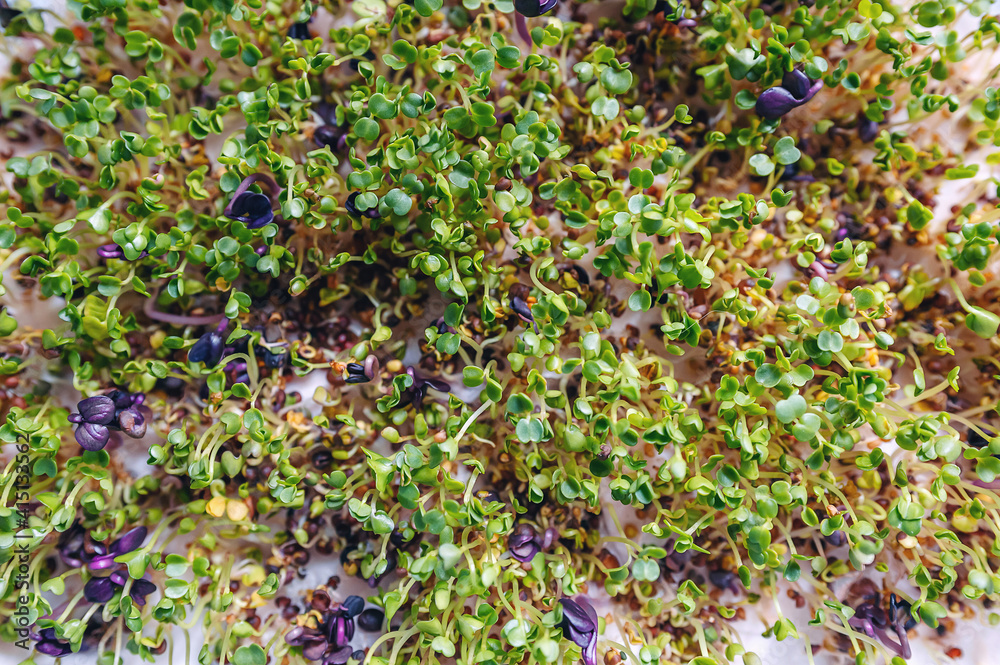 Microgreen sprouts of arugula and radish close-up. Raw sprouts Microgreen sprouts of arugula and radish close-up. Raw sprouts