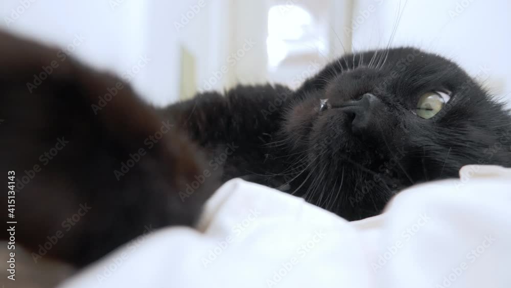 close-up of the face of a black cat sleeping on the bed with open eyes.