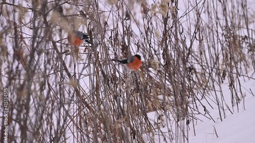 closeup of European male bullfinch bird perching and feeding in natural environment during snowy winter