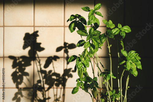 Fresh basil plant in vintage kitchen with tiles sunlit with shadows