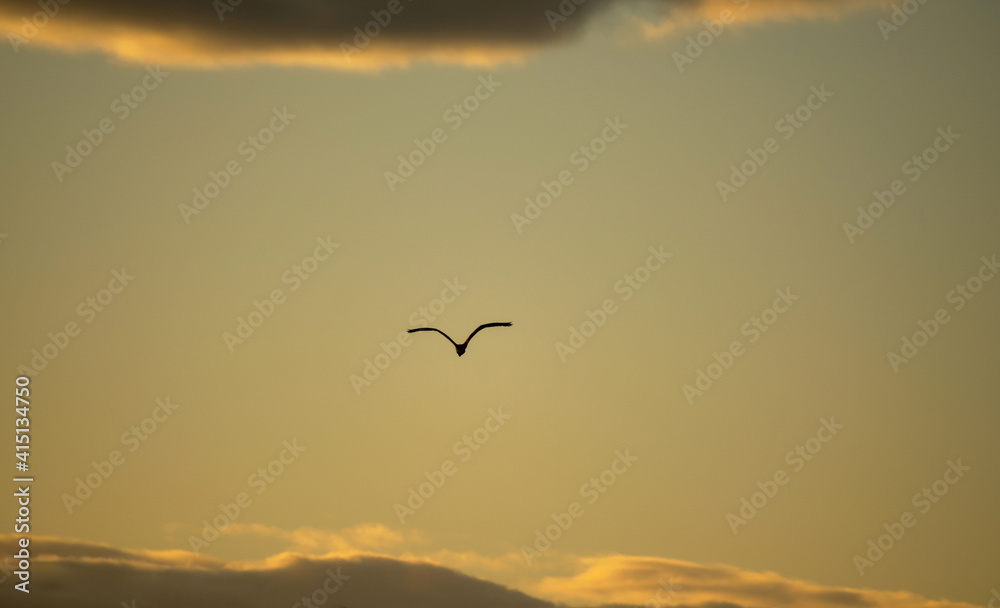 Large bird in flight (Ardea cinerea). Grey heron. In the background are clouds and the sun at sunset