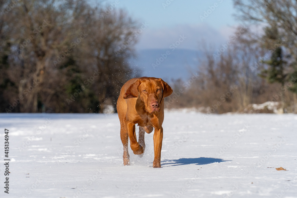 Hungarian Vizsla running and jumping in snow Hungarian Vizsla running and jumping in snow