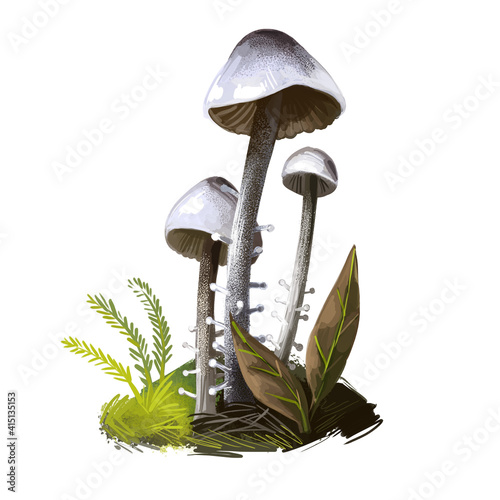 Dendrocollybia racemosa, branched Collybia or shanklet mushroom closeup digital art illustration. Boletus has thin stem and grey color of body. Mushrooming season, plants growing in wood and forest photo