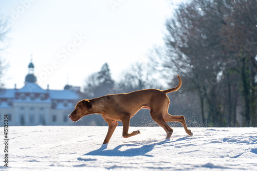 Hungarian Vizsla running and jumping in snow