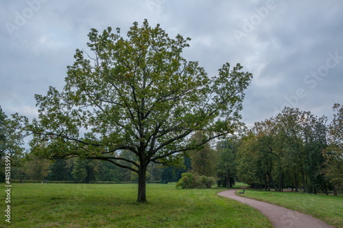 Tree and pathway in Pavlovsky park