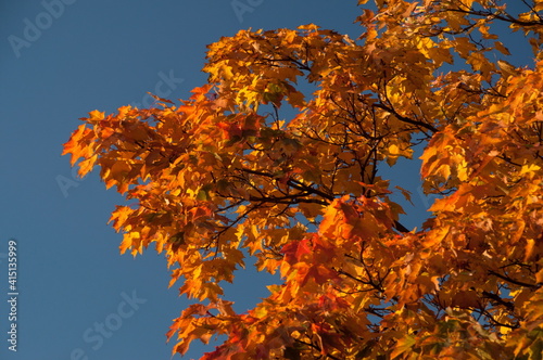 Maple branches with orange leaves, blue sky background