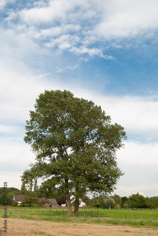 alter großer Baum mitten auf einem gemähten Feld vor einem pitoresken Himmel verhangen mit Schleierwolken alter großer Baum mitten auf einem gemähten Feld vor einem pitoresken Himmel verhangen mit Schleierwolken