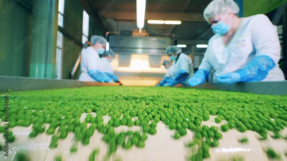 Factory employees are processing green peas on the conveyor