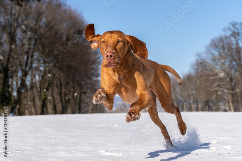 Hungarian Vizsla running and jumping in snow