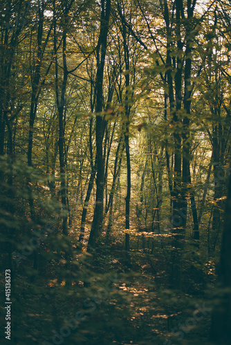 Fototapeta Naklejka Na Ścianę i Meble -  forest full of greenery during a late summer morning with sunlight shining through the branches of the trees