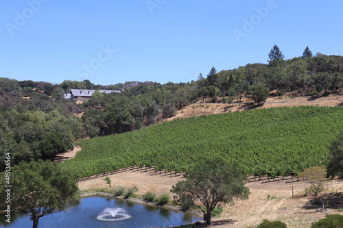 Canvas-taulu Wine grapevines at a winery in Windsor California, Sonoma County against the cle