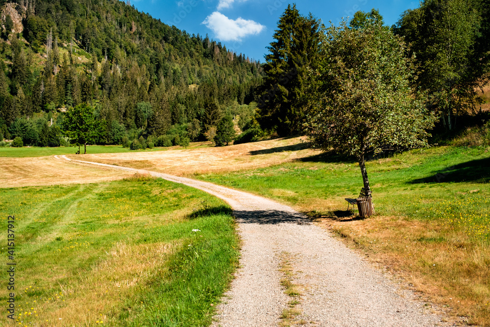 Winding gravel hiking path, a bench under a tree and meadows in a valley in the Black Forest on a sunny summer day. Menzenschwand, Baden-Württemberg, Germany Winding gravel hiking path, a bench under a tree and meadows in a valley in the Black Forest on a sunny summer day. Menzenschwand, Baden-Württemberg, Germany