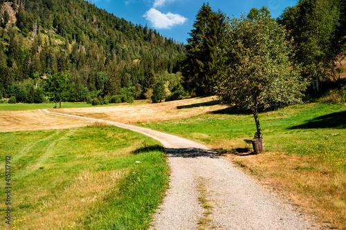 Fototapeta Naklejka Na Ścianę i Meble -  Winding gravel hiking path, a bench under a tree and meadows in a valley in the Black Forest on a sunny summer day. Menzenschwand, Baden-Württemberg, Germany