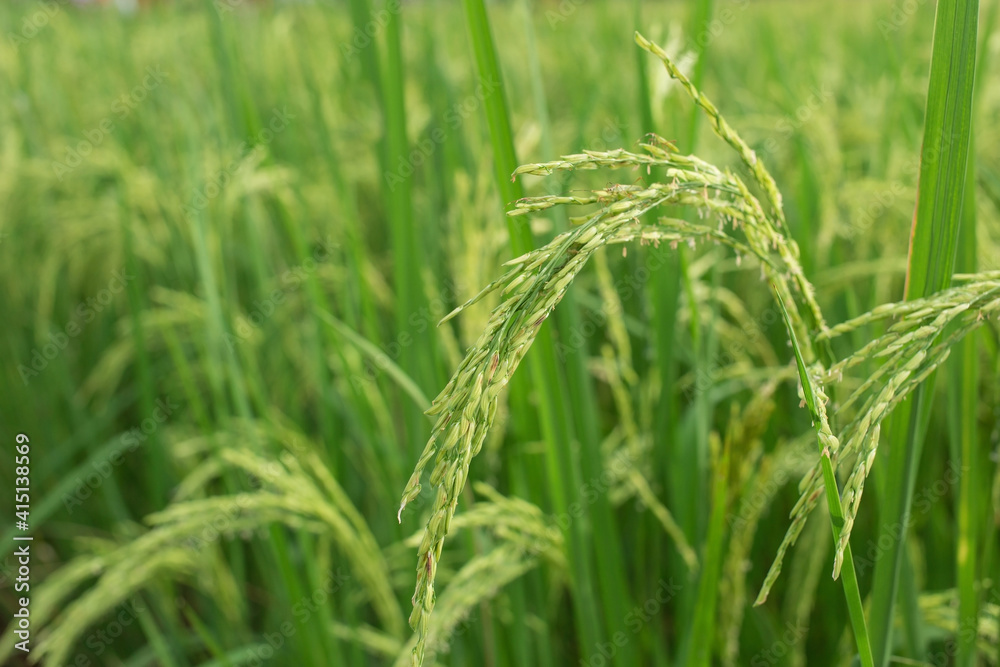 Rice plant produces grains in green rice field. Rice plant produces grains in green rice field.