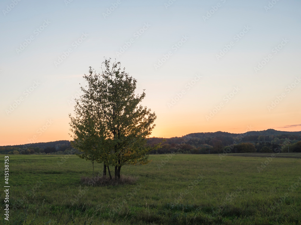 Alone cherry tree on a green meadow after sunset with autumn forest and sky background