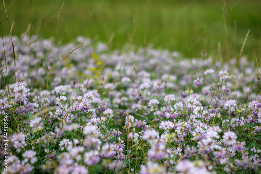 Close up view of white and purple wild flowers in the field. Selective focus. Blurred view.