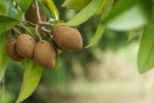 Sapodilla fruits on a sapodilla tree photo