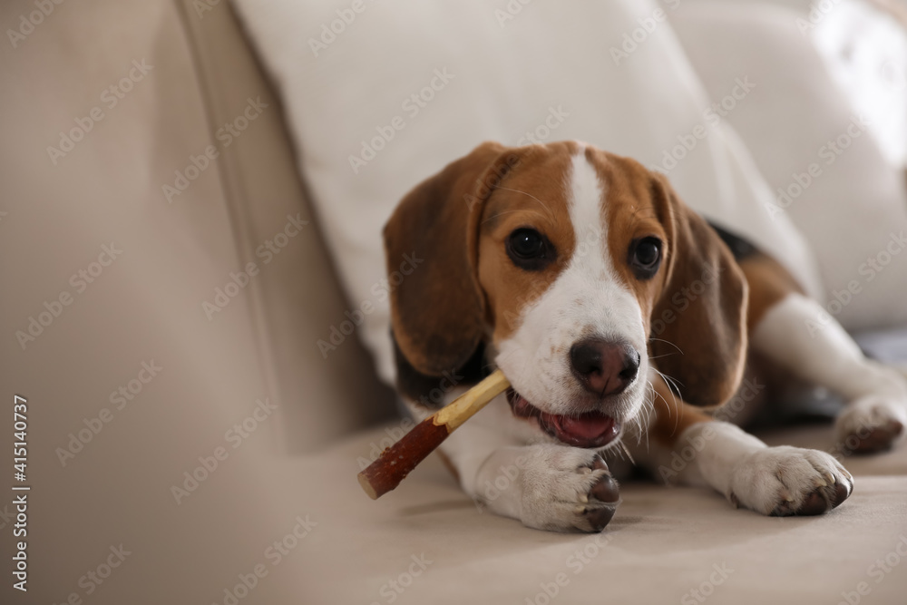 Cute Beagle puppy with stick on sofa. Adorable pet