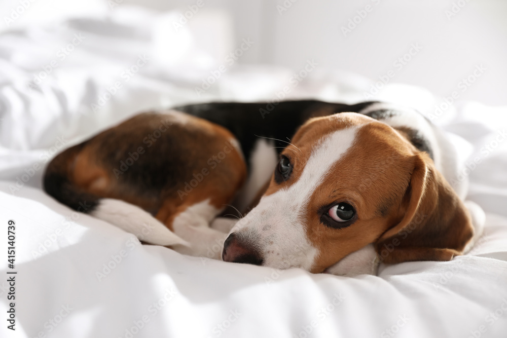 Cute Beagle puppy sleeping on bed. Adorable pet