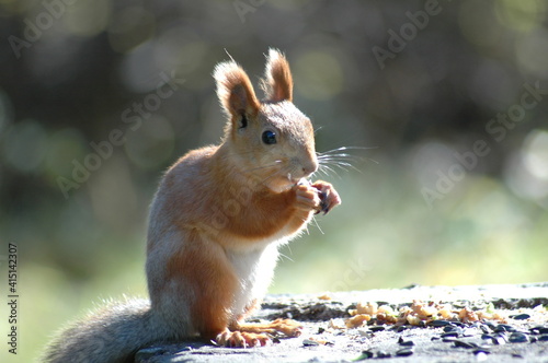 squirrel on a tree