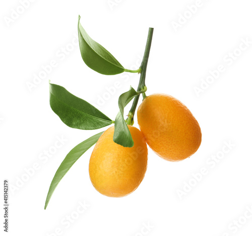 Kumquat tree branch with ripe fruits isolated on white