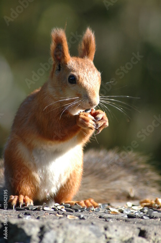 squirrel in the park
