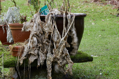 Winter Hosta leaves teady to be trimmed for new growth photo