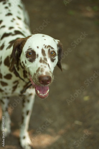 great dane dog