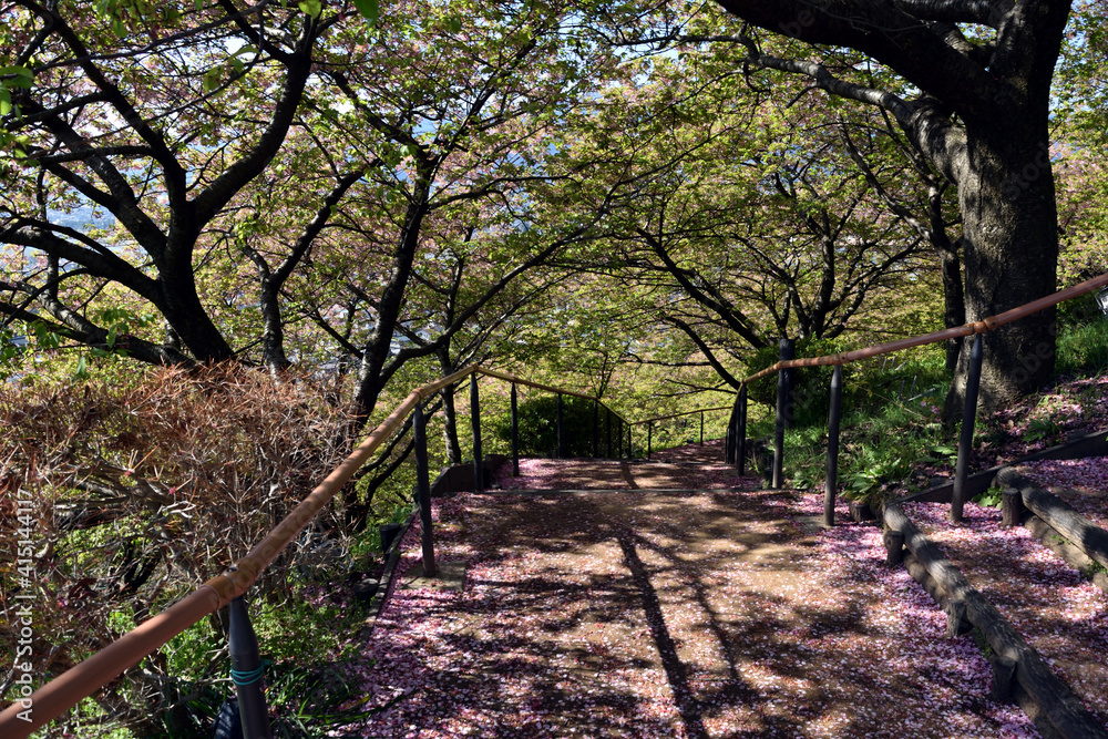 Fototapeta premium 神奈川県松田山 河津桜 桜ロード 遊歩道